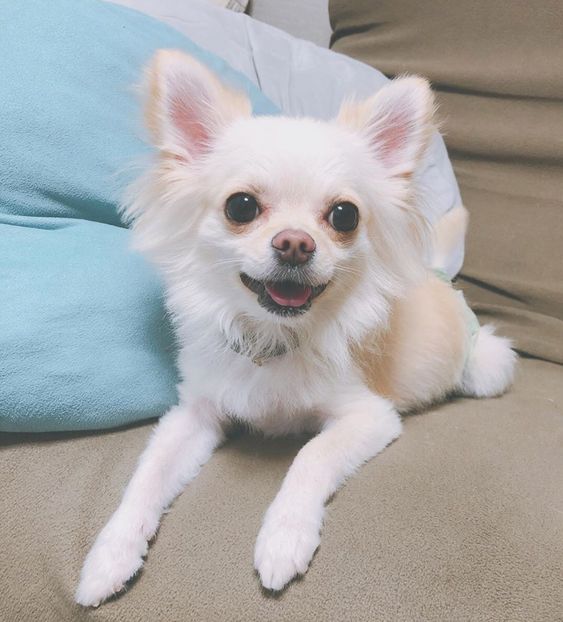 ชิวาวาสีขาว-ฟาร์มชิวาวาสีขาว-ชิวาวานยาว-ชิวาวาเกรดสวยสวย