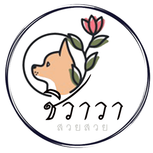 ชิวาวาเกรดสวยสวย-ขายชิวาวา-ชิวาวาสีขาว