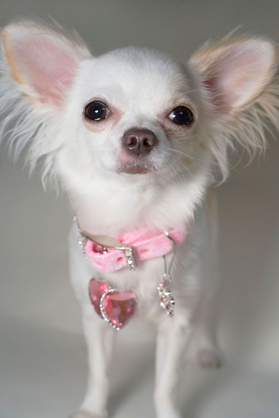 ขายหมาชิวาวาสีขาว-ฟาร์มชิวาวาสีขาว-ชิวาวาเกรดสวยสวย