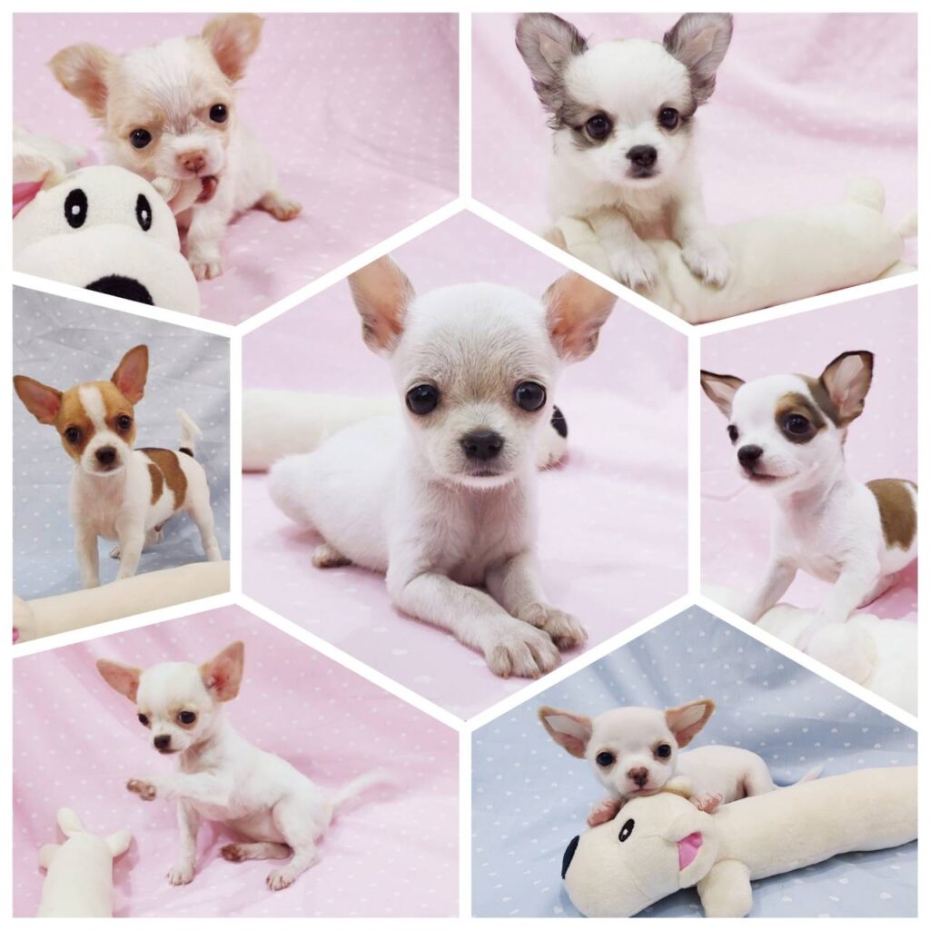 ชิวาวาเกรดสวยสวย-ขายชิวาวาสีขาว-ขายชิวาวาขนสั้นและขนยาว